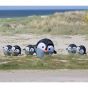 Bouncing Birdeez Penguin XL 100 cm